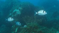 040 Sar à tête noire (Diplodus vulgaris)